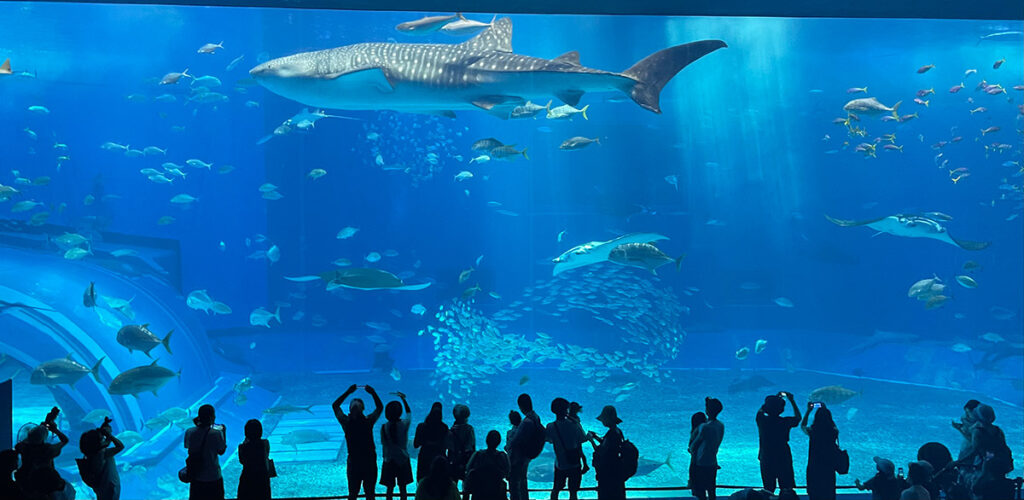 Okinawa Churaumi Aquarium